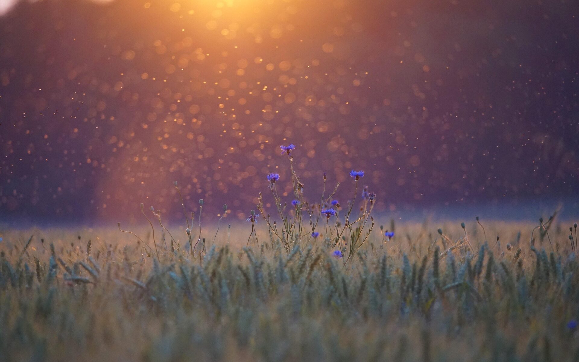 Understanding Revelation